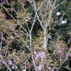Different cherry blossoms peak at different times between January and April. This is a yaezakura cherry blossom.