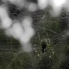 Giant wood spiders live the mountains of Taiwan. They look scary, but they can't harm humans