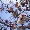This is a shirofugen cherry blossom. The shirofugen is also called the Fugen Elephant
