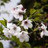 There are 31 varieties of cherry blossoms in Alishan. This is a yoshino cherry blossoms