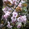 We arrived at the tail end of Alishan's cherry blossom season. This is a takasago cherry blossoms