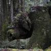 This is known as the 'boar's head stump.' Can you see why?
