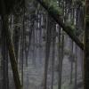 The mist through the trees in Alishan creates an ethereal feel on the mountain