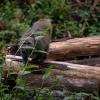 The Alishan monkeys were a bit shyer than the ones that live around the Monkey Mountain zoo