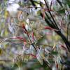 These fresh leaf shoots are from a Kawakamii maple, which is native to Taiwan