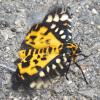 This may look like a butterfly, but its actually a moth that flies during the day called the False Tiger Moth