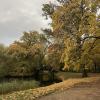 A walk in the park near my home - more beautiful yellow leaves