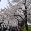 It's currently cherry blossom season in Korea, and this picture was taken at a very crowded cherry blossom festival