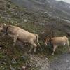 Cows on the Picos de Europa