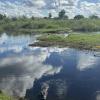 A caimain paradise in the Pantanal