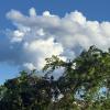 A hawk spotted on our pantanal tour