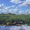 Giant water lillies native to the pantanal. These can hold up to 70 pounds! 
