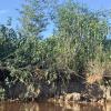 If you zoom in, you can see a socó-boi bird sunning. His camouflage works really well to help him blend into the local vegetation