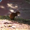 My classmate took a photo of this Agouti! a tropical rodent