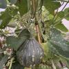 Squash from the greenhouse garden!
