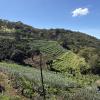 This is Finca San Luis, a coffee farm. You can see the crops are planted on elevated hills and they grow many types of plants!