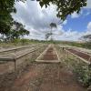 Drying racks lined up for sun-drying the harvest.