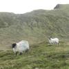 This is a mountain sheep running away from me with her lamb. The lamb did not follow its mother immediately, it was curious who I was!