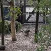 An Australian wallaby