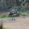 An emu walking around the Australian Trail