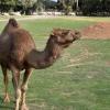 A one-humped camel in the arid (dry) zone of the safari tour