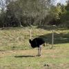 One of a few ostriches at the zoo