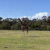A closer look at one of the giraffes