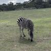 A zebra in the herbivore section of the safari tour