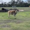 One of many types of antelope