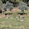 A group of kangaroos relaxing in the sun