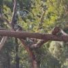 Sleeping koalas in their habitats