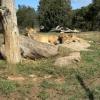Some adorable lions
