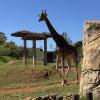 A giraffe at the Rabat zoo--the closest I have been to one of these animals!