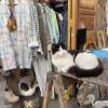 A cat close to a thrift shop in the Rabat "medina"