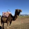 We rode camels in Marrakech!
