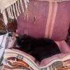A cat I saw sleeping on some rugs in the Marrakech "medina"