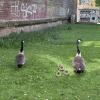 Super cute ducklings waddling through the city