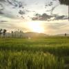 Rice fields are the best place to watch the sunset