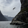A seagull takes flight in the strong winds of the fjord 