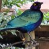 The aviary also housed a very friendly common grackle!