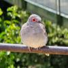 A diamond dove at an aviary near Santiago