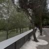 'Fluffy' London Plane Trees by the Madrid Rio 