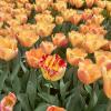 Orange tulips in the Real Jardín Botanico