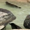 These seals can live in both salt water and fresh water