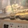 Look how long it is! Phytons can grow up to 30 feet long. That't as long as a small school bus