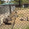 Emu are the world's second largest bird. Be careful! They are fast and very aggressive