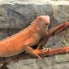 These green iguanas can be found in Southeastern Asia and all the way on the other side of the world in the Caribbean