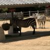 Do you know some zebras can be brown or yellow instead of white and black?