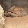 Can you believe this tortoise can weight up to 900 pounds!