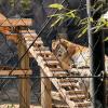 Fun fact: Siberian Tigers are the world's biggest cats! This one is a soon to be mother